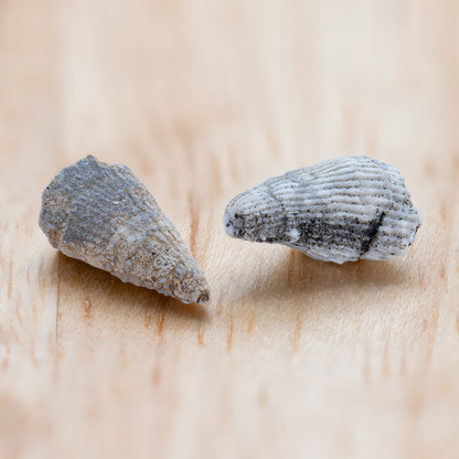 Ancient Oceans - 4-in-1 Fossil Specimen Collection