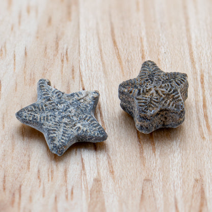 Ancient Oceans - 4-in-1 Fossil Specimen Collection