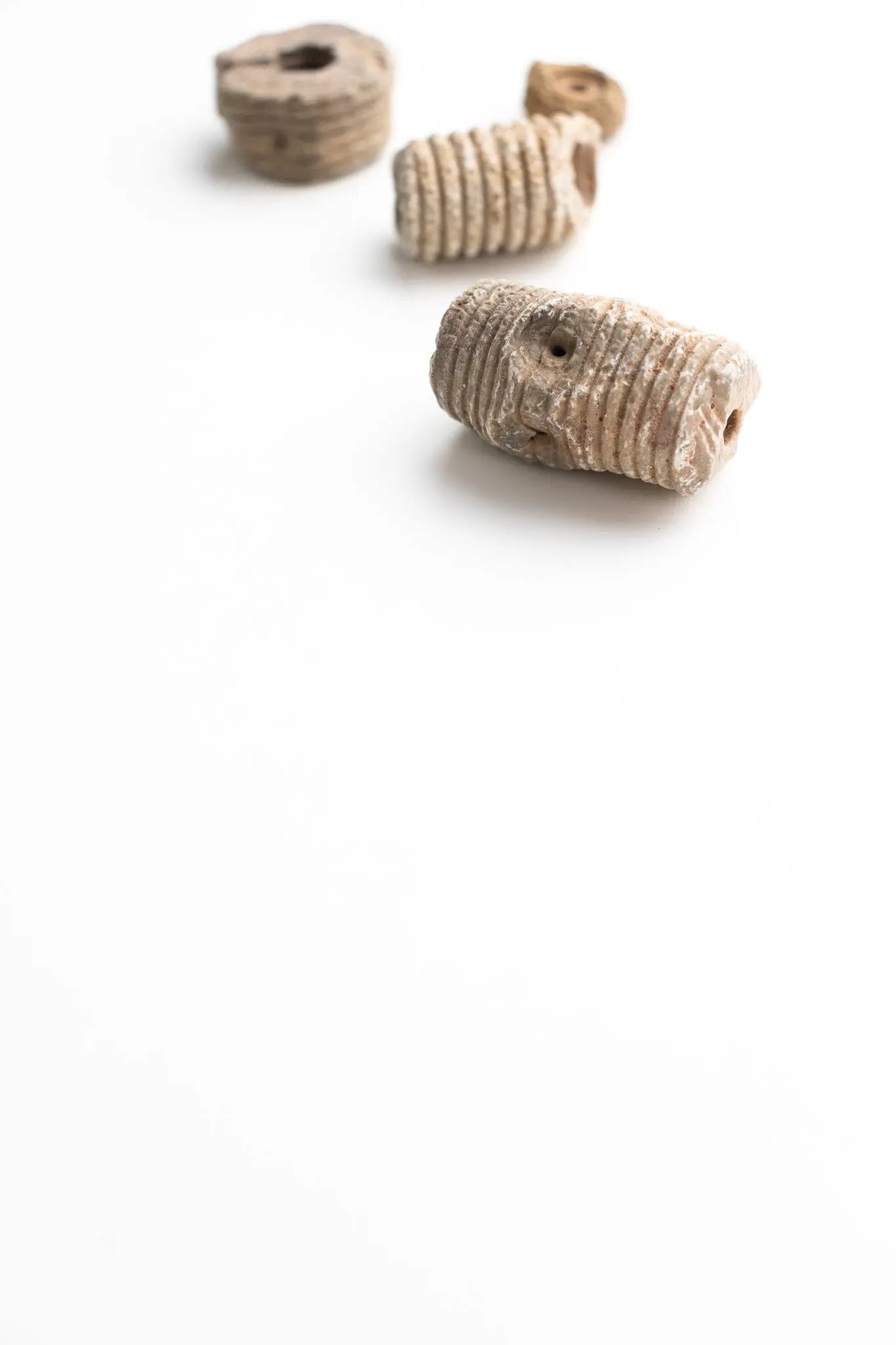 Crinoid Fossil Fossil Stemcell Science Shop