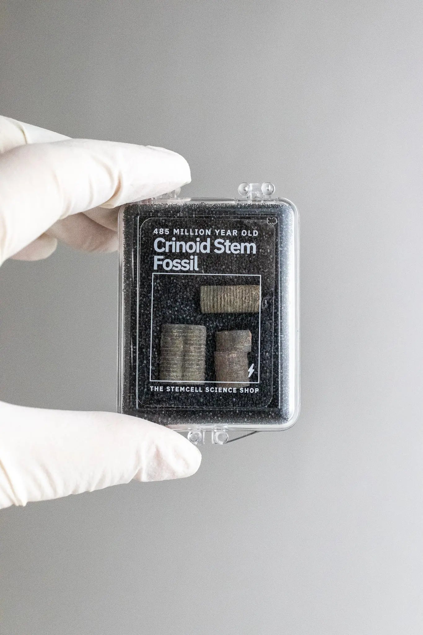 Crinoid Fossil Fossil Stemcell Science Shop