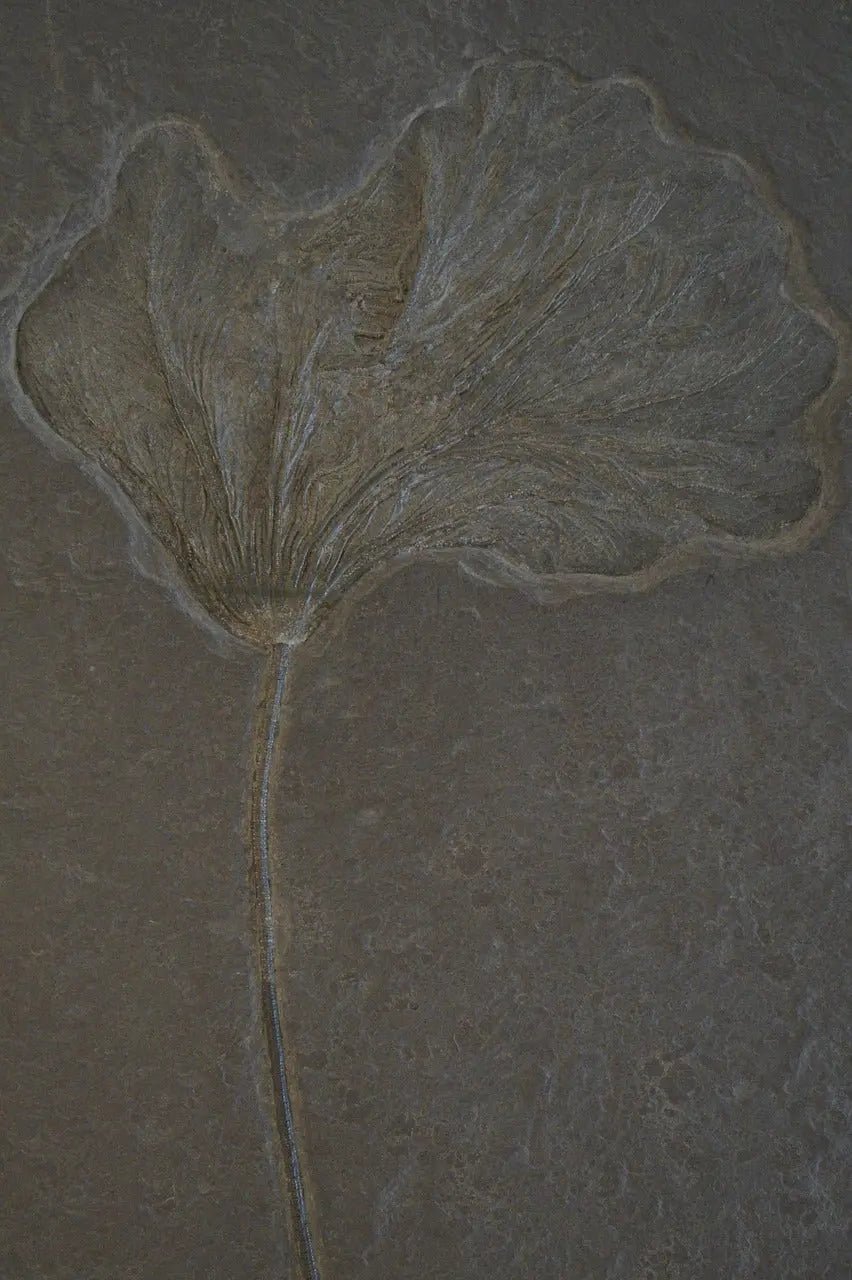 Crinoid Fossil