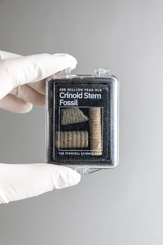 Crinoid Fossil Fossil Stemcell Science Shop