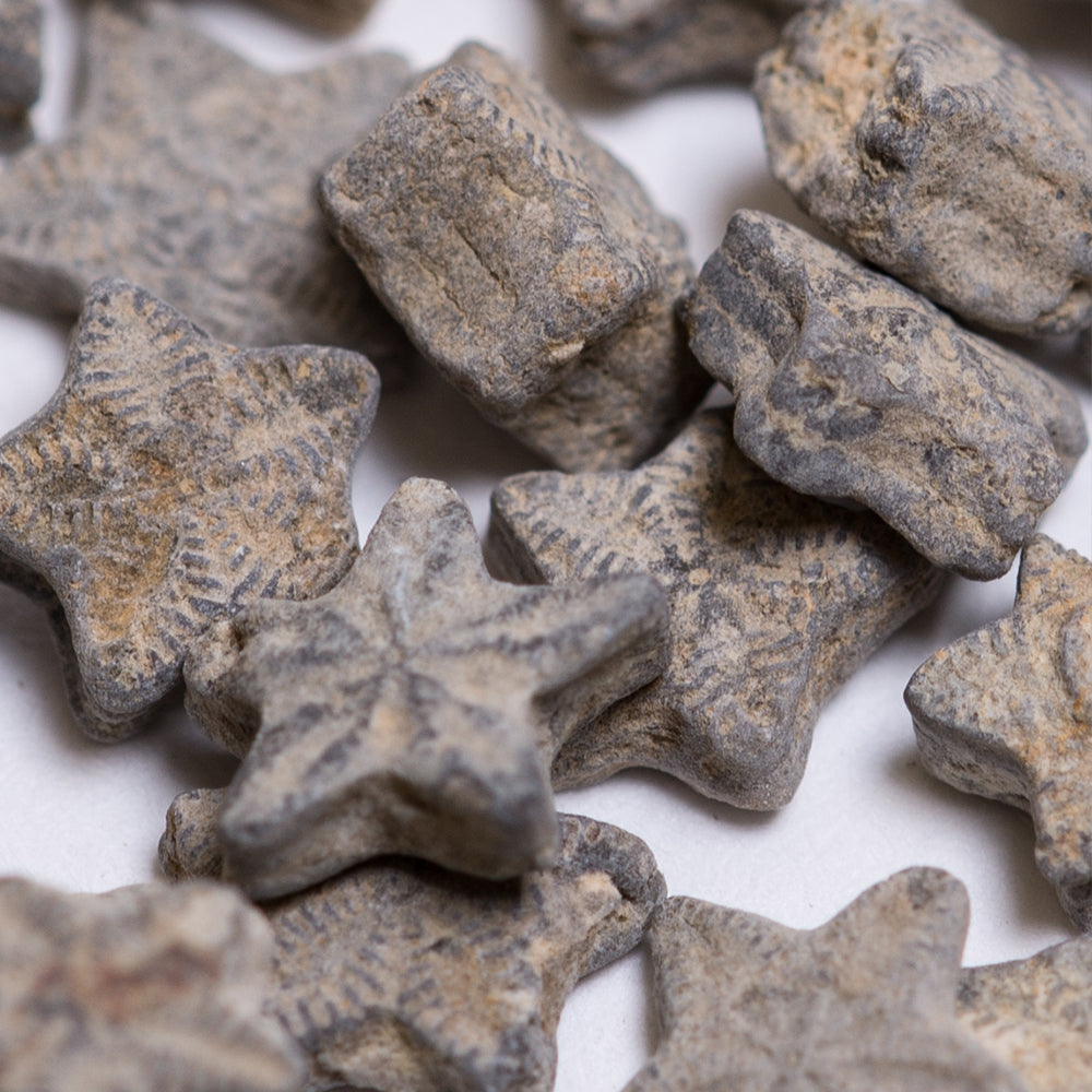 Crinoid "Feather Stars" Columnal Segments