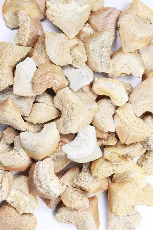 Crow Shark Tooth Fossil - Fossil from Stemcell Science Shop