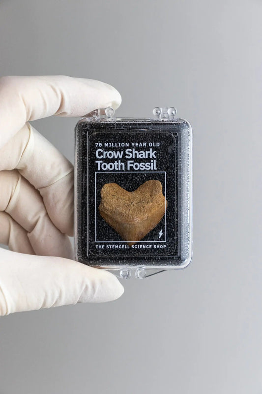 Crow Shark Tooth Fossil - Fossil from Stemcell Science Shop