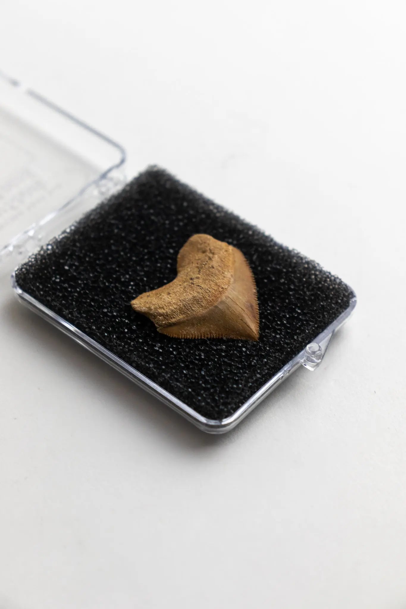 Crow Shark Tooth Fossil Fossil Stemcell Science Shop