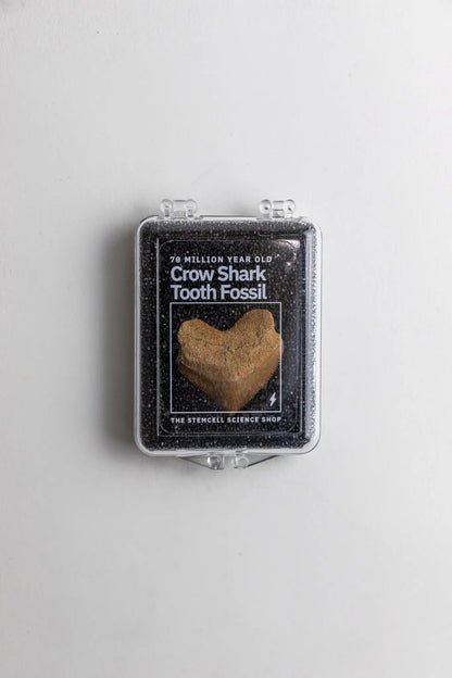 Crow Shark Tooth Fossil Fossil Stemcell Science Shop