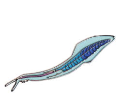 Pikaia Enamel Pin (Pikaia gracilens) - Stemcell Science Shop