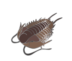 Olenoides Enamel Pin (Olenoides serratus) - Stemcell Science Shop