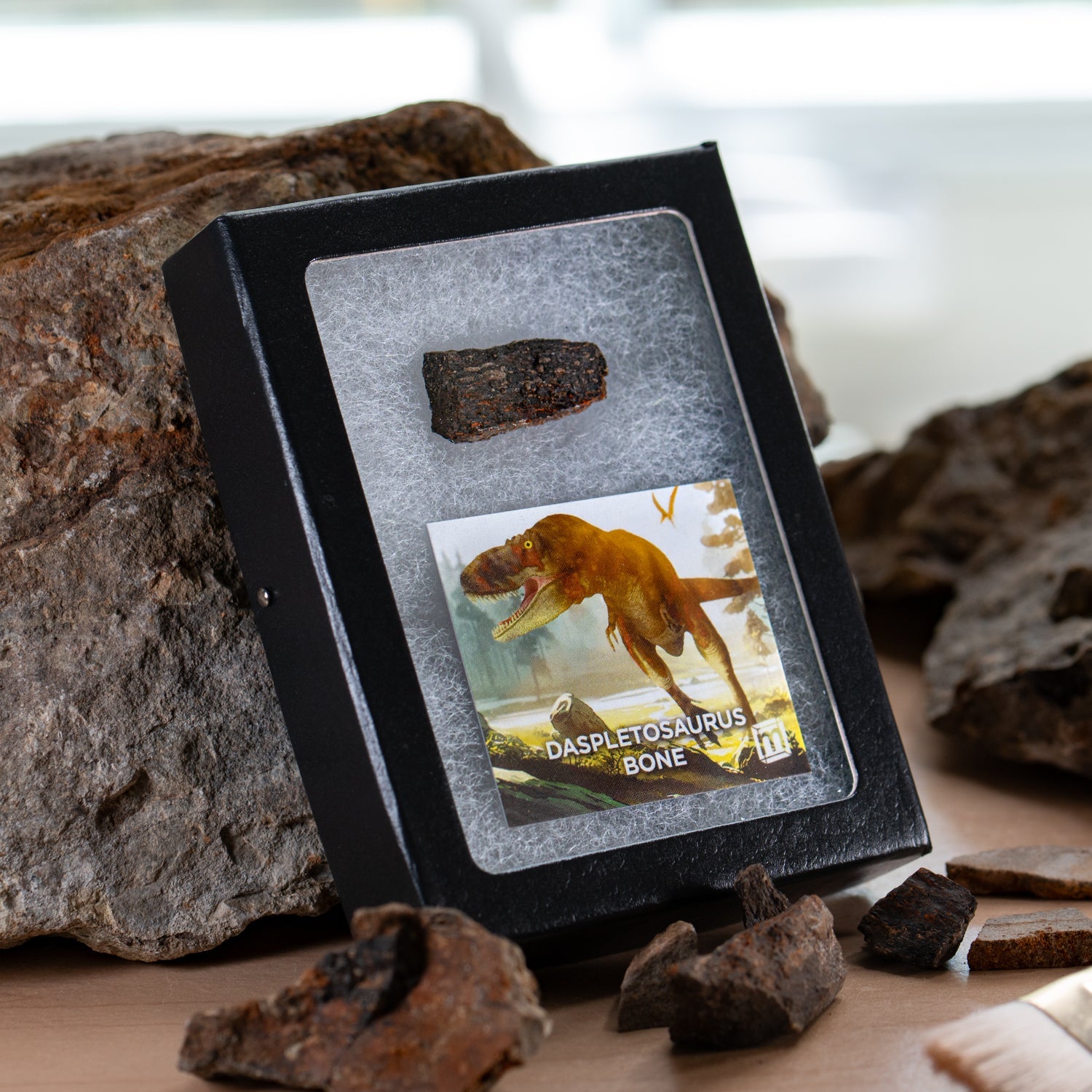 Daspletosaurus Bone - Classic Riker Display Case Fragment
