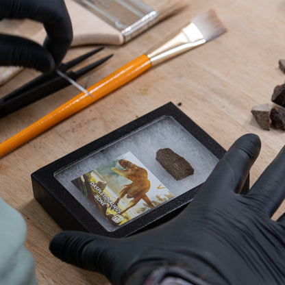 Daspletosaurus Bone - Classic Riker Display Case Fragment
