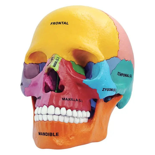 Didactic Exploded Skull Anatomy Model - Puzzle from Stemcell Science Shop