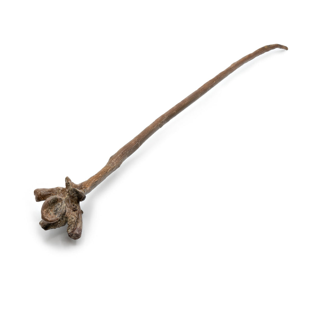 20.2" Full Dorsal Dimetrodon Vertebra - Spine Sail