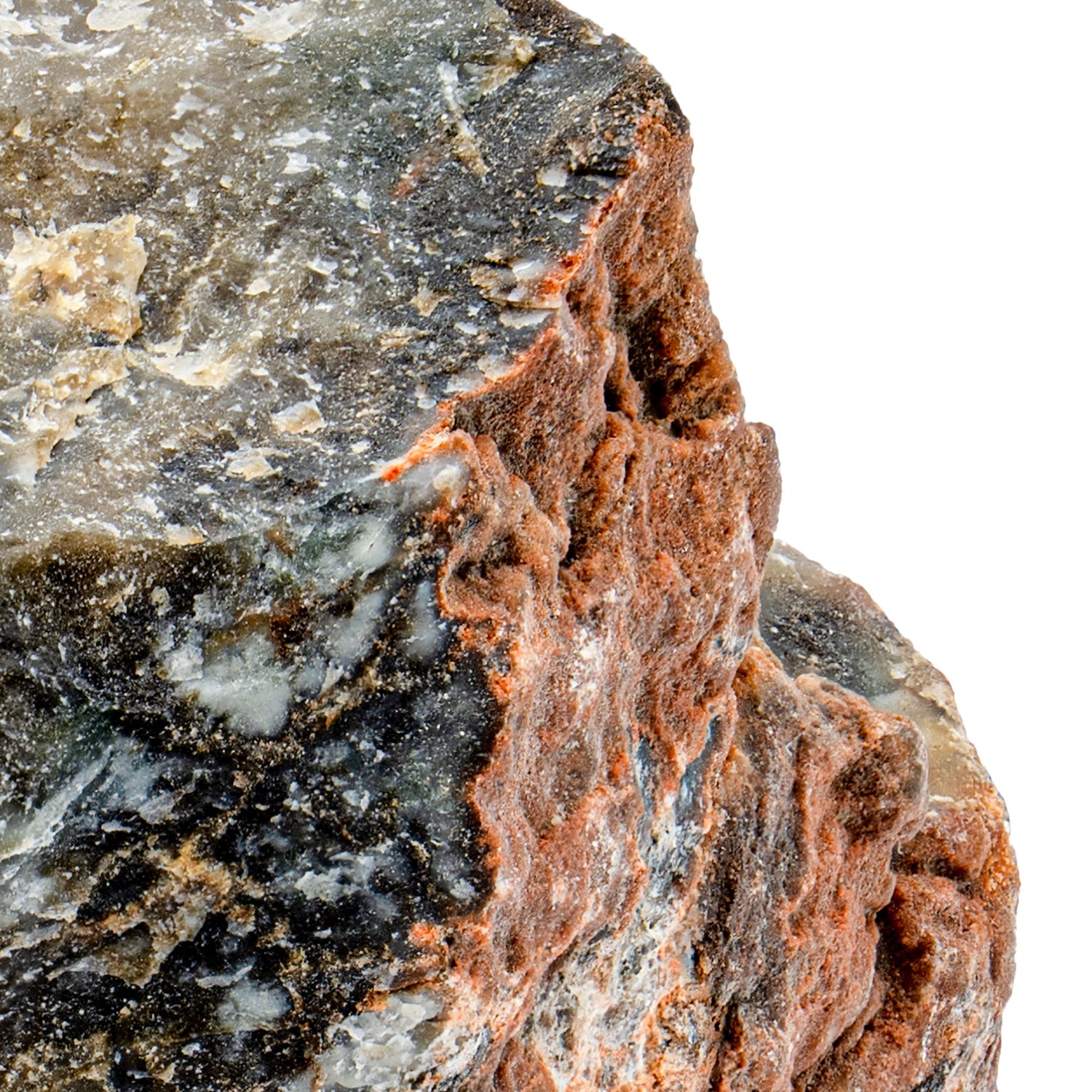 Dinosaur Dung (Coprolite) - Classic Riker Box Specimen