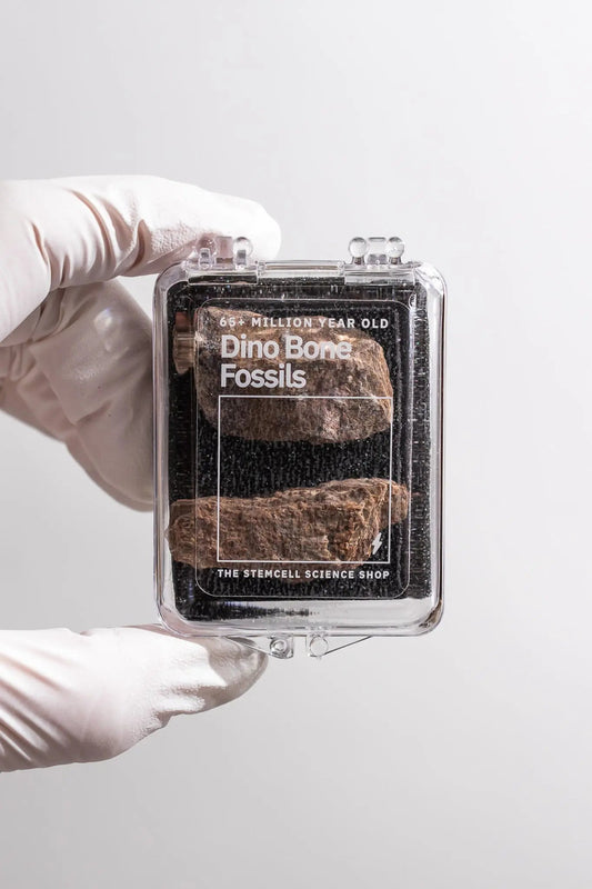 Dinosaur Bone Fossil Fragments - Fossil from Stemcell Science Shop
