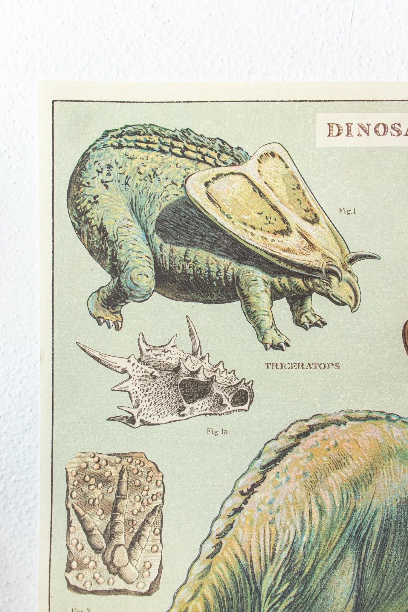 Dinosaurs Scientific Chart Charts Stemcell Science Shop