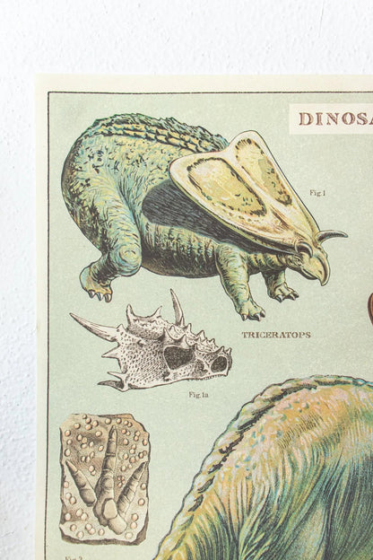 Dinosaurs Scientific Chart Charts Stemcell Science Shop