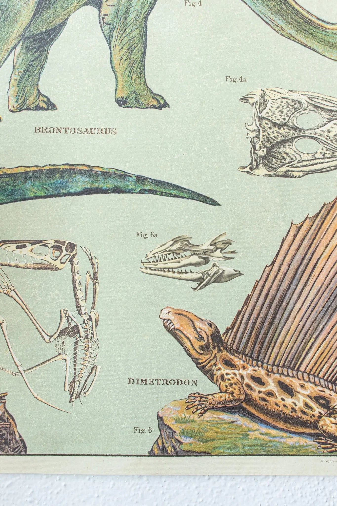 Dinosaurs Scientific Chart Charts Stemcell Science Shop