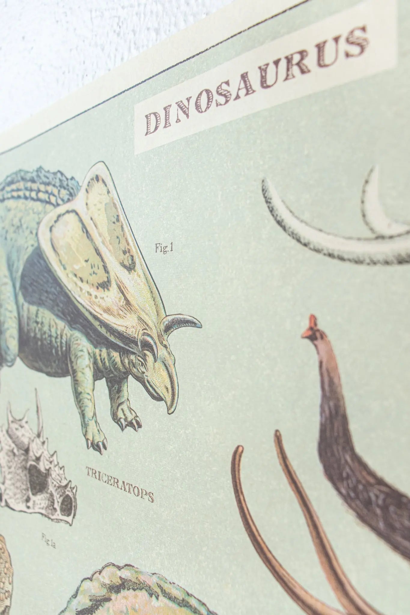 Dinosaurs Scientific Chart Charts Stemcell Science Shop