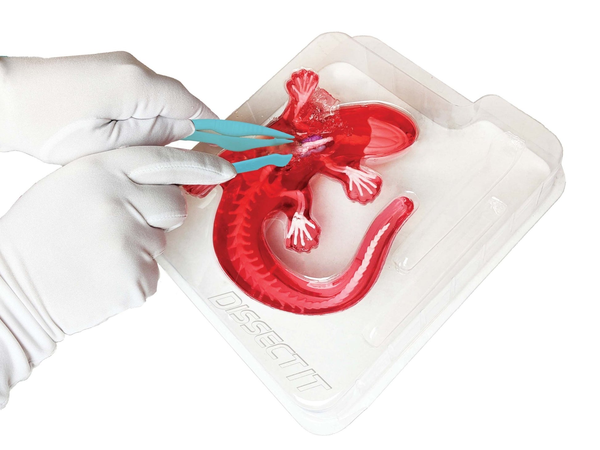 Dissect - It® Salamander Lab Kids Stemcell Science Shop