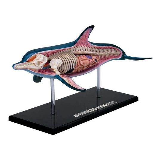 Dolphin Model Model Stemcell Science Shop