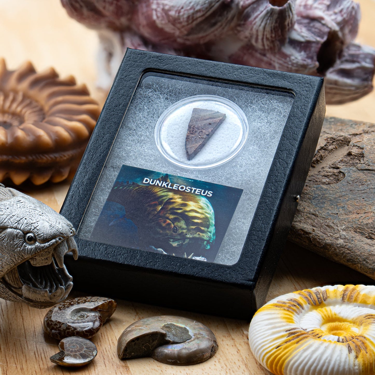 Dunkleosteus - Skull Fossil Fragment