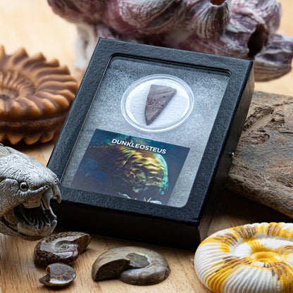 Dunkleosteus - Skull Fossil Fragment