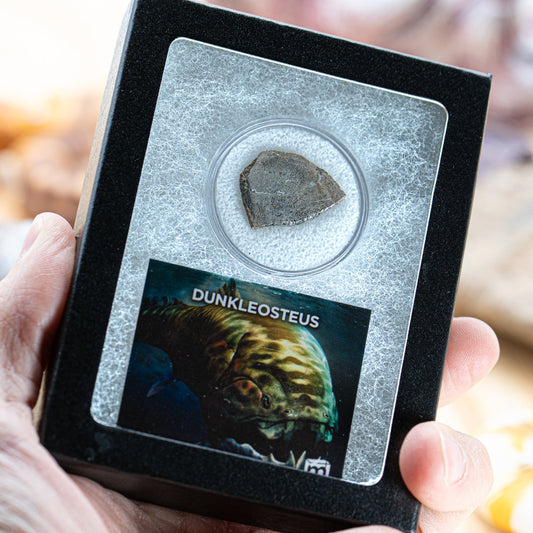 Dunkleosteus - Skull Fossil Fragment