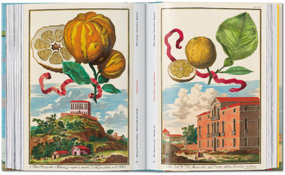 J. C. Volkamer. The Book of Citrus Fruits. 45th Ed. (German, French, English)