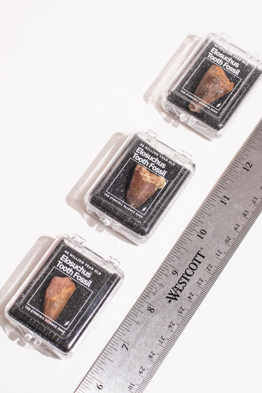 Elosuchus Tooth Fossil - Fossil from Stemcell Science Shop