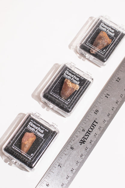 Elosuchus Tooth Fossil Fossil Stemcell Science Shop