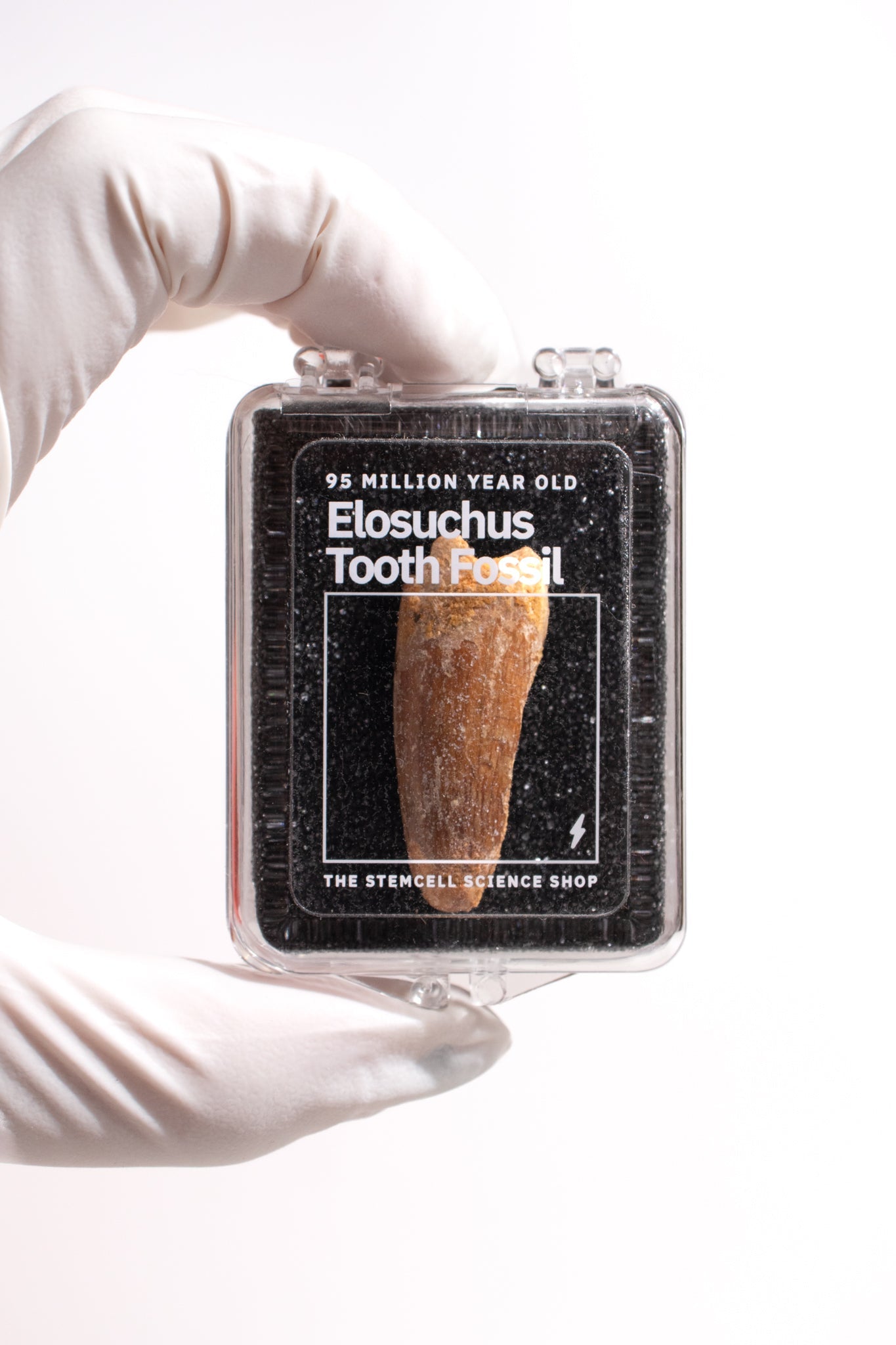 Elosuchus Tooth Fossil Fossil Stemcell Science Shop