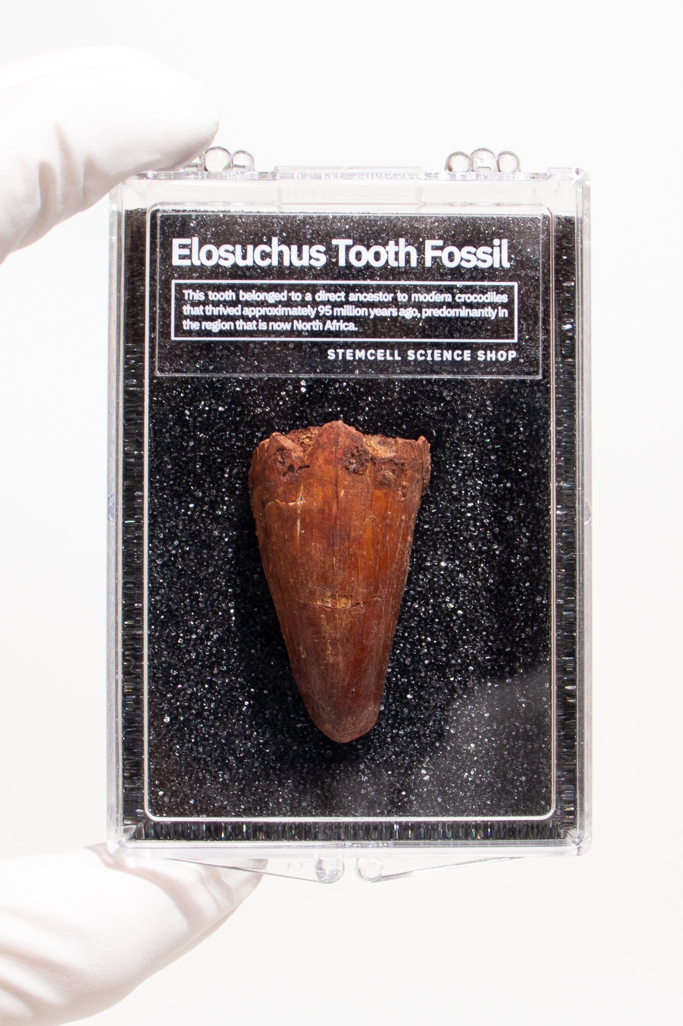 Elosuchus Tooth Fossil Fossil Stemcell Science Shop