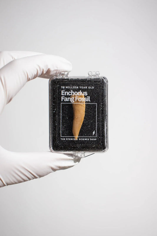 Enchodus Fang - Fossil from Stemcell Science Shop