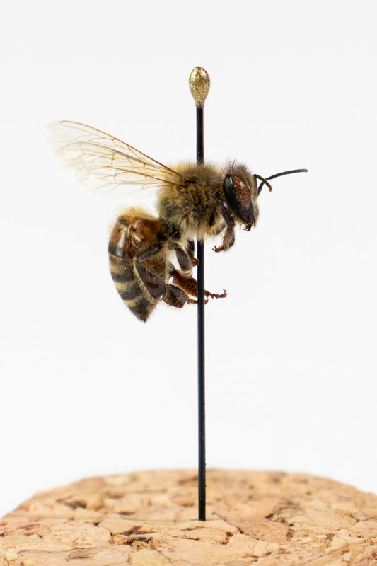 European Honey Bee Display Natural Specimen Stemcell Science Shop