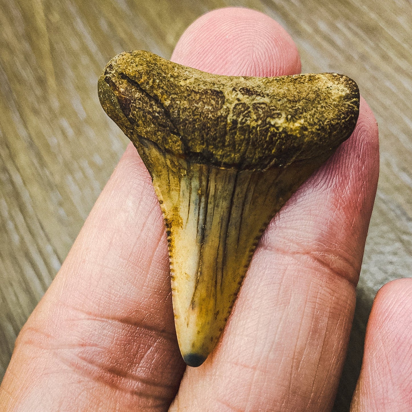 Fossil White Shark Tooth