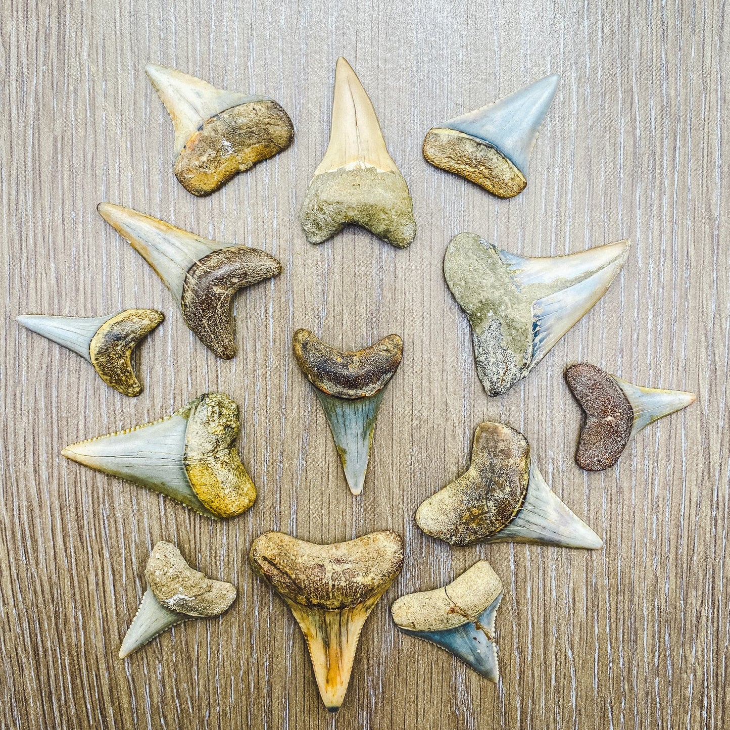 Fossil White Shark Tooth