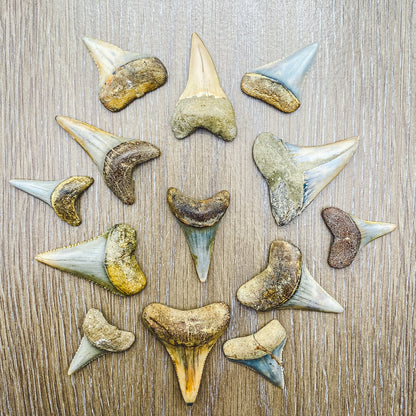 Fossil White Shark Tooth