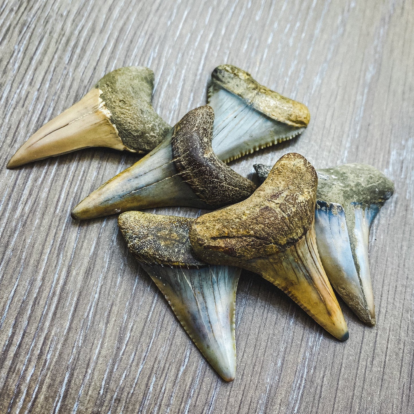 Fossil White Shark Tooth