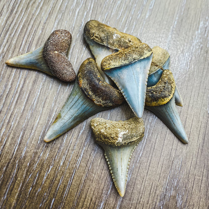 Fossil White Shark Tooth