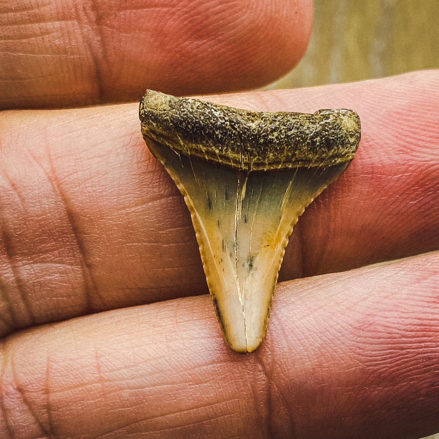 Fossil White Shark Tooth