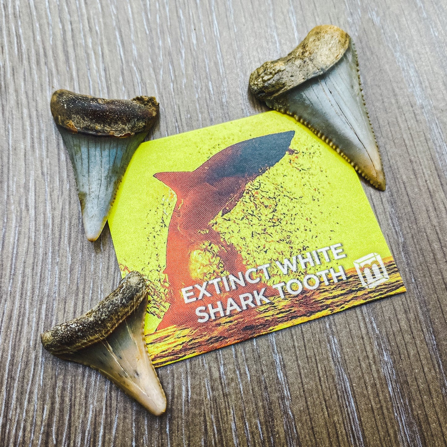 Fossil White Shark Tooth