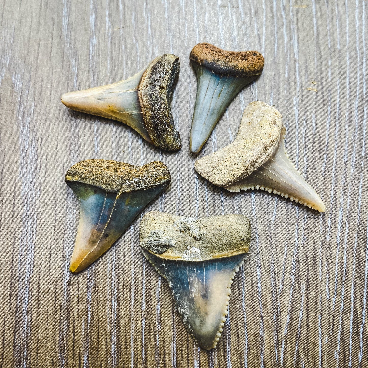 Fossil White Shark Tooth