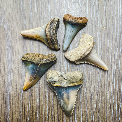 Fossil White Shark Tooth