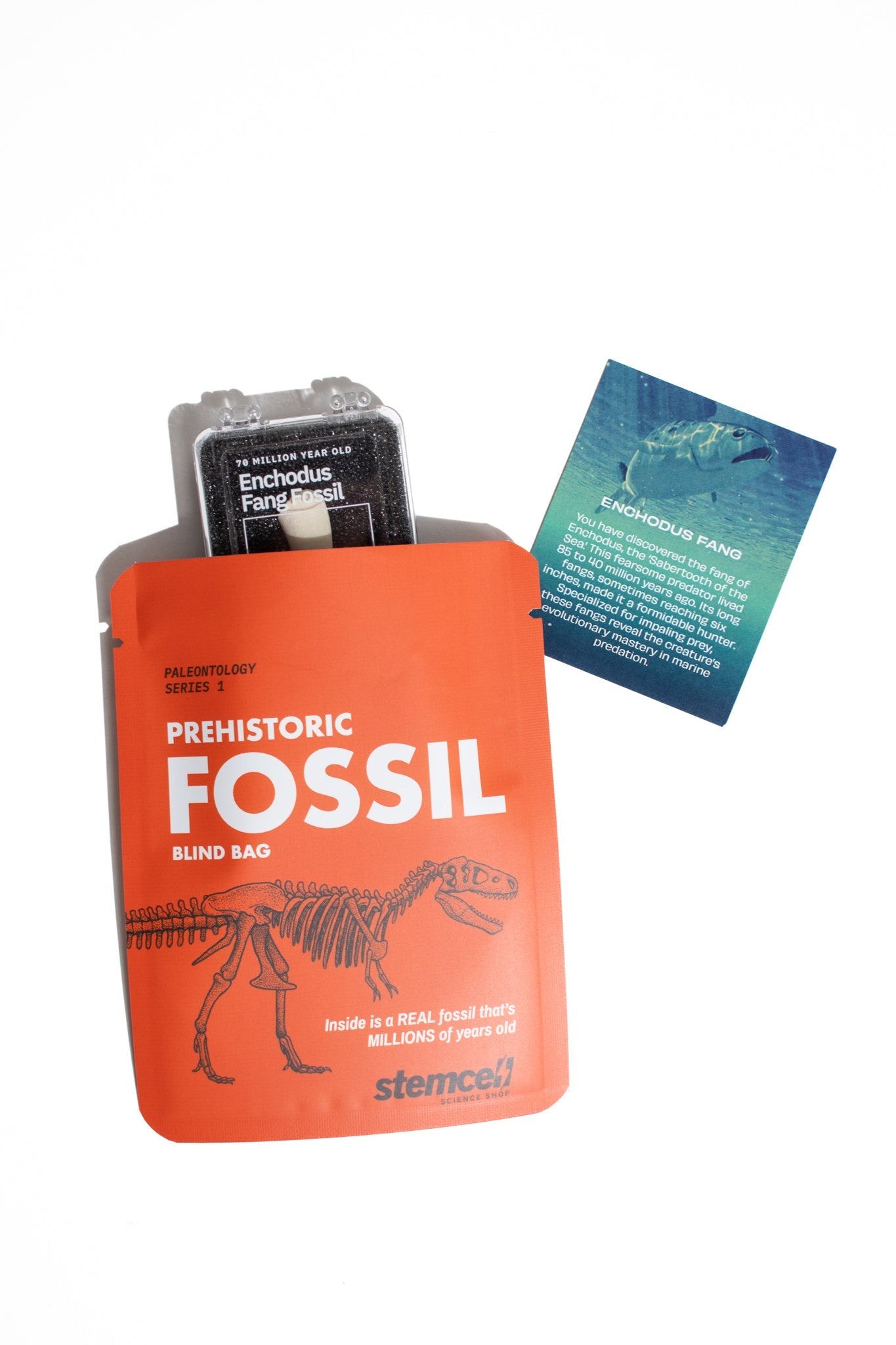 Fossil Blind Bag Fossil Stemcell Science Shop