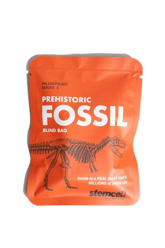 Fossil Blind Bag Fossil Stemcell Science Shop