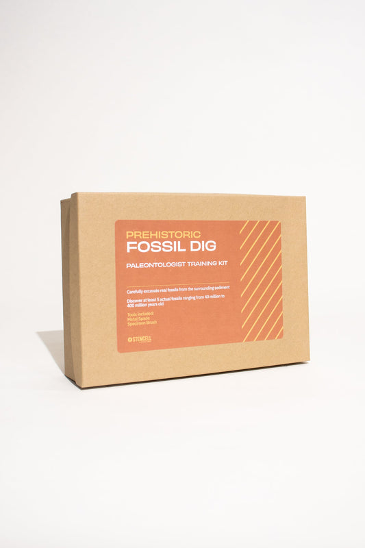 Fossil Dig Box Fossil Stemcell Science Shop