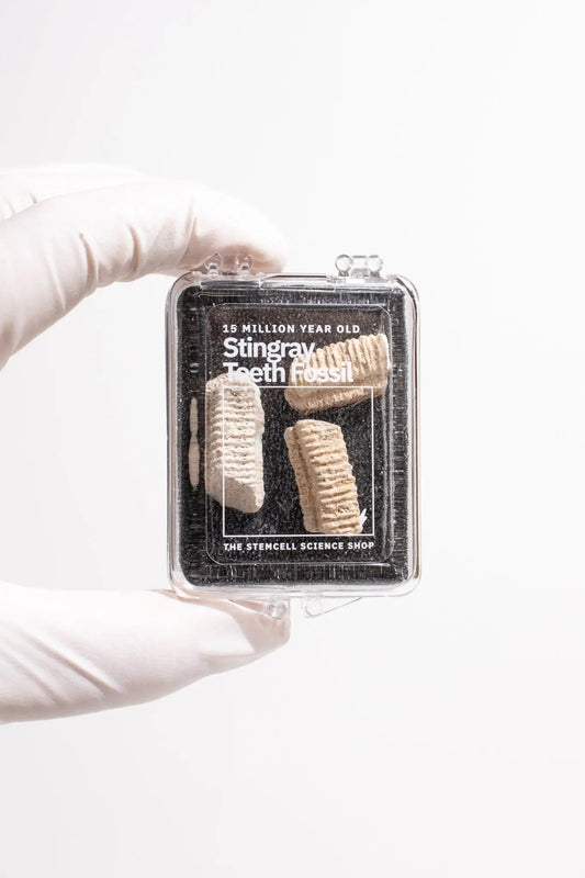 Fossilized Stingray Teeth - Fossil from Stemcell Science Shop