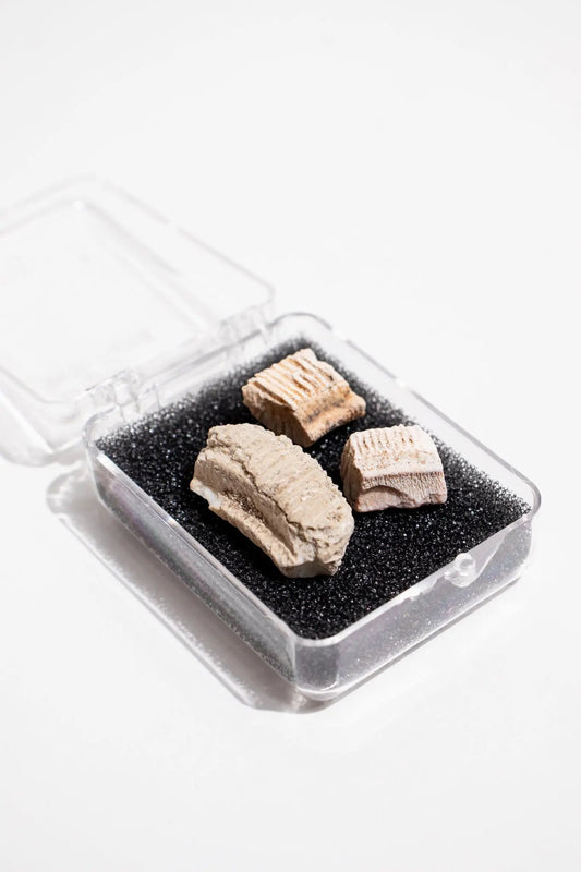 Fossilized Stingray Teeth - Fossil from Stemcell Science Shop