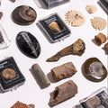 An assortment of natural fossils and rock specimens displayed on a white surface, many housed in clear plastic cases with black labels. The collection includes ammonites, trilobites, a coiled shell, a ribbed fossil, and other paleontological samples.